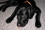 Free Stock Photo: A labrador puppy eating grapes