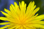 Free Stock Photo: Close-up of a yellow dandelion