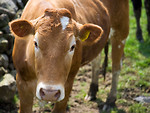 Free Stock Photo: Close-up of a cow