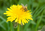 Free Stock Photo: A bee on a yellow dandelion