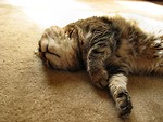 Free Stock Photo: A cat rolling in the sun