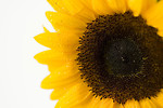 Free Stock Photo: Close-up of a sunflower isolated on a white background