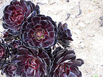 Free Stock Photo: Aeonium flower on dry rocks