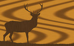 Free Stock Photo: An oak wood texture with a buck silhouette carved in