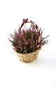 Free Stock Photo: Heather in a basket with a purple bow isolated on a white background