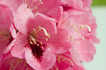 Free Stock Photo: Close-up of a pink rhododendron flower