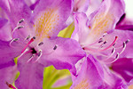 Free Stock Photo: Close-up of a purple rhododendron flower