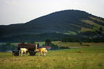 Free Stock Photo: Cows drinking in a pasture