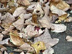Free Stock Photo: Autumn leaves