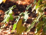 Free Stock Photo: Autumn leaves in the sun