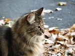 Free Stock Photo: Cat standing in leaves