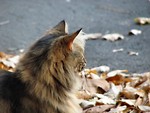 Free Stock Photo: A cat standing in leaves