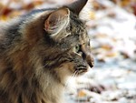 Free Stock Photo: Cat closeup