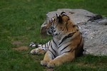 Free Stock Photo: A Siberian tiger sitting by a rock