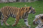 Free Stock Photo: A pair of Siberian tigers in the grass