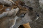Free Stock Photo: An eland antelope