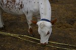 Free Stock Photo: A small white calf