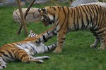Free Stock Photo: A pair of Siberian tigers playing in the grass