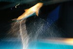 Free Stock Photo: A dolphin jumping in the water