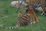 Free Stock Photo: A pair of Siberian tigers in the grass