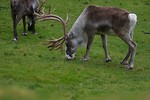 Free Stock Photo: A group of reindeer in the grass