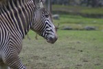 Free Stock Photo: Close-up of a zebra