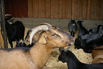 Free Stock Photo: A group of sheep and goats