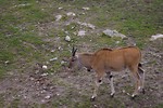 Free Stock Photo: An eland antelope