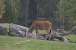 Free Stock Photo: An eland antelope