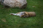 Free Stock Photo: A Siberian tiger lying in the grass