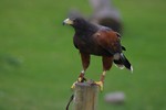 Free Stock Photo: A Harris hawk perched on a branch