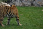 Free Stock Photo: A Siberian tiger in the grass
