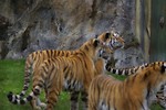 Free Stock Photo: A group of Siberian tigers