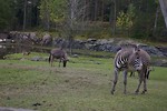 Free Stock Photo: A group of zebras on the grass