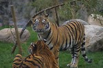 Free Stock Photo: A pair of Siberian tigers in the grass