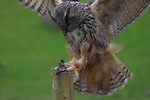 Free Stock Photo: An eagle owl landing on a branch