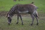 Free Stock Photo: A zebra on the grass