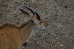Free Stock Photo: Close-up of an eland antelope