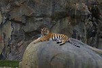 Free Stock Photo: A Siberian tiger lying on a rock