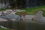 Free Stock Photo: A Siberian tiger by a small pond