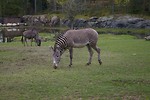 Free Stock Photo: A group of zebras on the grass