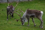 Free Stock Photo: A group of reindeer in the grass
