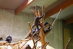 Free Stock Photo: A group of chimpanzees in an indoor habitat