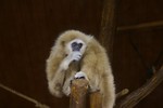 Free Stock Photo: A brown monkey