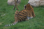 Free Stock Photo: A Siberian tiger lying in the grass