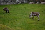 Free Stock Photo: A group of reindeer in the grass
