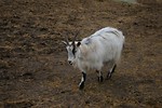 Free Stock Photo: A white goat