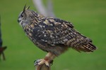 Free Stock Photo: An eagle owl landing perched on a branch