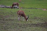 Free Stock Photo: A pair of blesbuck antelopes on grass