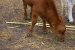 Free Stock Photo: A small brown calf